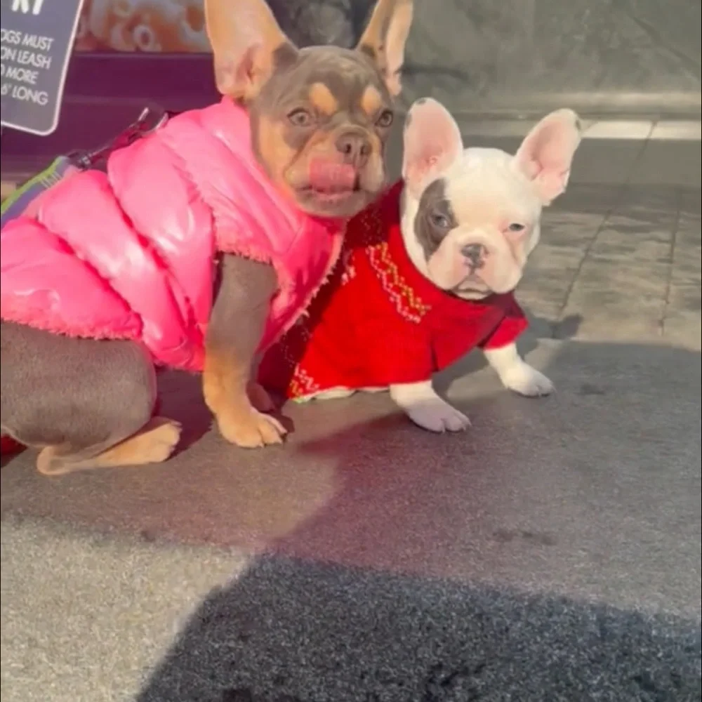 Brand new pink puffer dog jacket – Size Medium 💗🐶